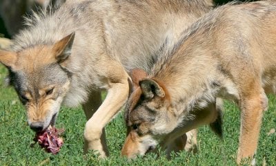 Contro gli attacchi dei lupi la Regione stanzia 270mila euro per gli allevatori