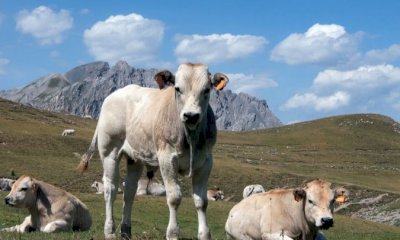 La filiera della carne bovina Piemontese regina a “Meating”, il nuovo evento di Savigliano