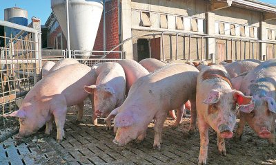 A Fossano il corso di Confagricoltura sulla biosicurezza negli allevamenti suinicoli 