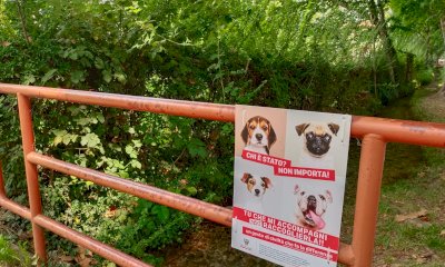 Cuneo, si bisticcia su erbacce e degrado: “Solo quattro giardinieri per una città di 55mila abitanti”