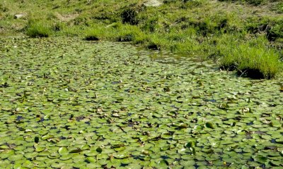 Una nuova casa per la Nymphoides Peltata