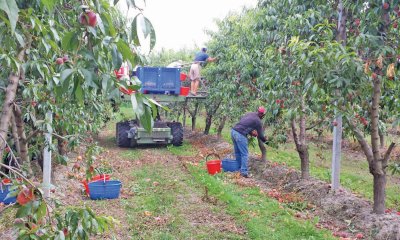 Confagricoltura Cuneo sostiene la richiesta al Governo di un piano straordinario per l’ortofrutta