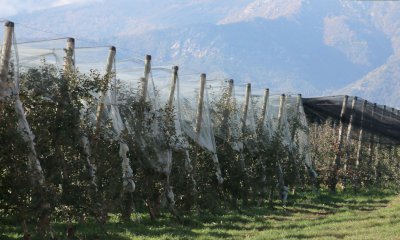 Cia Cuneo: “Bandi regionali per l’acquisto di reti antigrandine e di impianti contro le gelate”