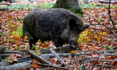 Sabato a Busca una battuta di contenimento del cinghiale