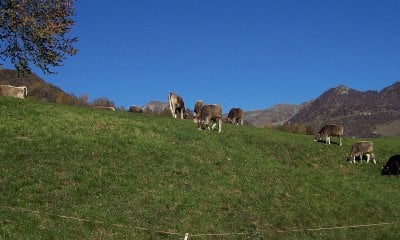 Dalla Regione Piemonte 4 milioni per la viabilità silvo-pastorale