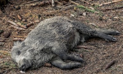 Nel decreto Pubblica Amministrazione bis nuove misure di contrasto alla peste suina