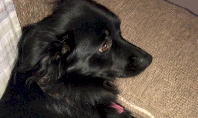 Appello da Roata Rossi: “Chi ha visto la cagnolina Lea?”