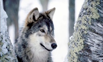 Attacchi dei lupi anche in pianura, Confagricoltura: 