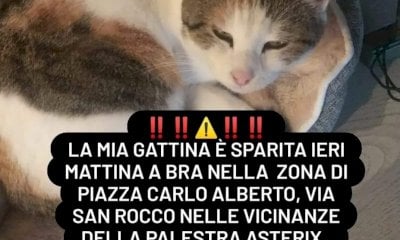 Bra, si cerca una gatta smarrita. Un’altra è stata recuperata dopo un incidente