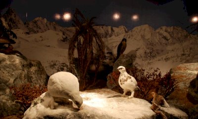 Alla scoperta degli animali con una lampada frontale: attività per bambini al Museo Naturalistico del Po