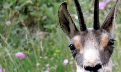Una serata alla scoperta degli animali del Parco Alpi Marittime
