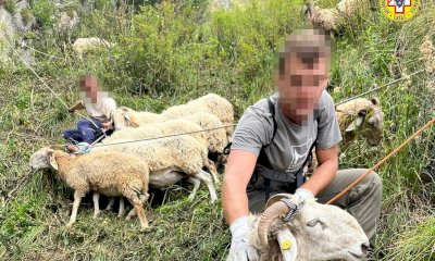 Un giovane pastore ha perso le sue pecore, parte la raccolta fondi per aiutarlo