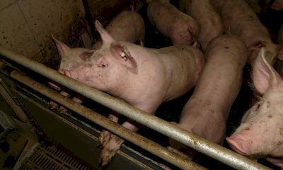 “Un nuovo progetto per la porcilaia a Ternavasso: pessima notizia per il Roero”