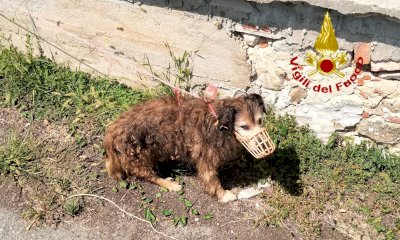Montanera, i Vigili del Fuoco recuperano un cane finito in un canale