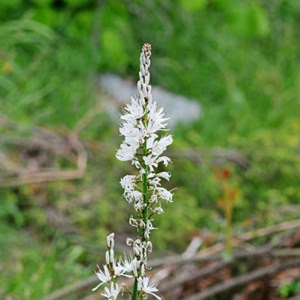 Fiori delle Alpi Liguri e Marittime