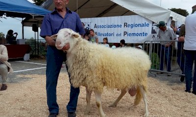 Ovini di Langa in mostra a Murazzano