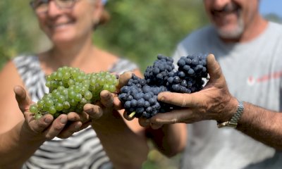 È iniziata la vendemmia in alta Langa