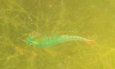 Un piccolo e misterioso crostaceo nei laghi del Bosco dell'Alevè