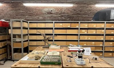 Alba, il 3 settembre depositi museali aperti e visita alla Città invisibile