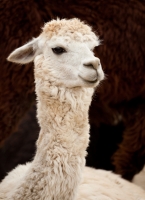 Giornata dell’Alpaca