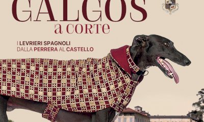 Galgos a corte: dai canili di Spagna ai divani d’Italia