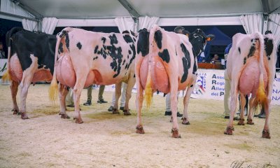 Da sabato 2 a lunedì 4 settembre Frisone in mostra alla Fiera di Saluzzo