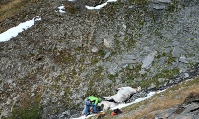 Stamattina il Soccorso Alpino ha recuperato una trentina di bovini morti in alta valle Varaita