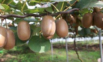 L’inflazione si “mangia” l’agricoltura: nella Granda scendono gli ettari coltivati