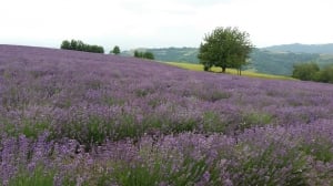 Tramonto nella Lavanda