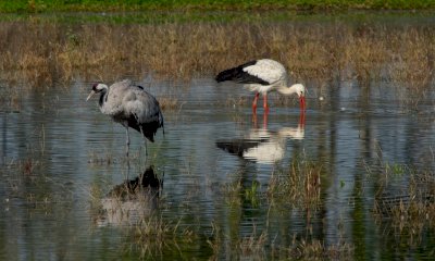 Due incontri ravvicinati con l’avifauna per chiudere gli eventi estivi del Parco del Monviso