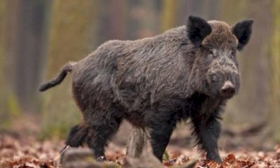 Peste suina africana: a Saliceto un cinghiale appena catturato è stato liberato da ignoti