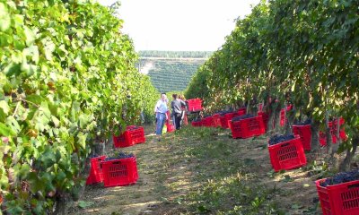 Cia Cuneo, successo del corso online su “Tutor di vendemmia e referente aziendale” 