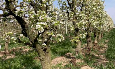  “Frutta biologica, il mercato 'stanco' richiede uno sforzo comune di produttori e consumatori” 