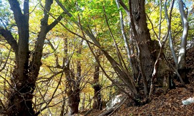 L’alta valle Varaita ha una gestione forestale sostenibile