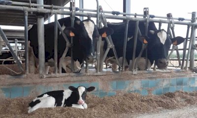  “Il prezzo del latte alla stalla nei mesi estivi è sceso e ora 'pesano' i costi di gasolio e mutui”