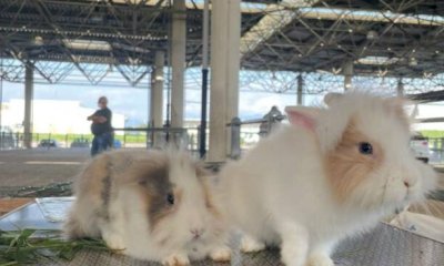 Al Miac torna l’appuntamento con il mercatino dei piccoli animali