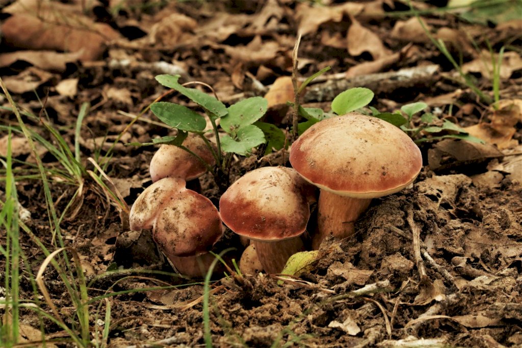 Con le piogge si attende un boom di funghi