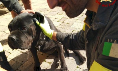 Cane incastrato sotto un'auto, intervengono i Vigili del Fuoco