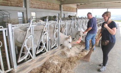 Cia Cuneo: “Gli allevamenti dei bovini di Razza Piemontese continuano a essere in forte crisi”