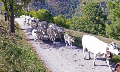 Domani a Roccaforte Mondovì Confagricoltura celebra la discesa dei malgari con “Caluma el vache”