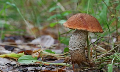 “I funghi del Parco del Monviso”: escursione con micologo a Ostana