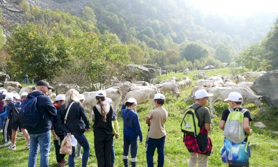 “Caluma el vache”: il ritorno della mandria a valle è una festa