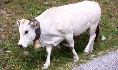 Coldiretti Cuneo: 