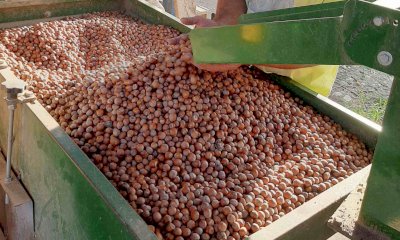 Nocciole, Cia Cuneo: “Qualità buona, ma ancora calo della produzione. I prezzi di vendita troppo bassi”