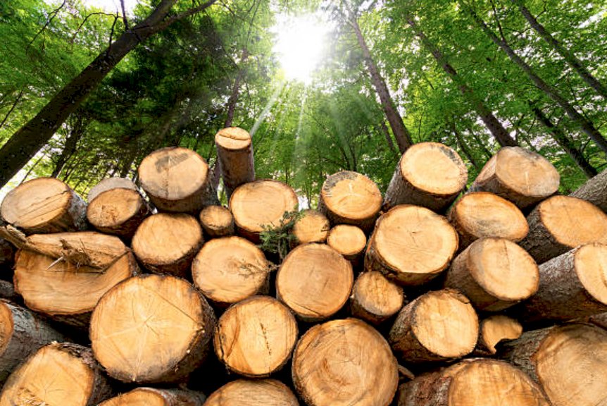 Alla scoperta delle potenzialità del legno per il mondo delle costruzioni
