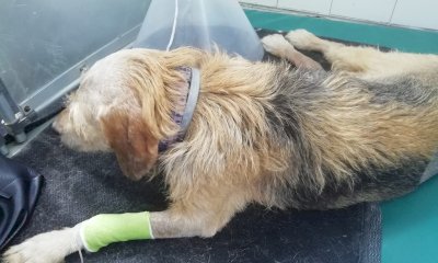 Sanfront, dopo screzi con i vicini investe il cane con l'auto: la denuncia di Stop Animal Crimes