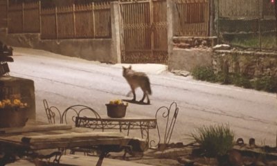 Nove capi di bestiame uccisi dai lupi a Prazzo in meno di un mese, il sindaco: 