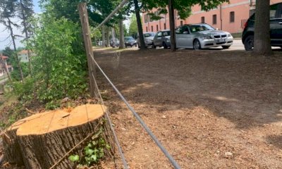 Tarlo asiatico, dal 25 ottobre nuovi abbattimenti a Cuneo