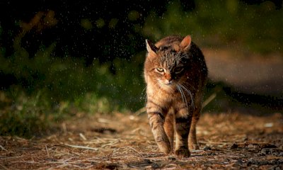 “Hai preso a calci il mio gatto”: scoppia la rissa tra vicini a San Damiano Macra