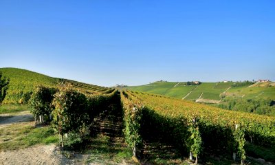 Quale futuro per la vendemmia? In una lettera il grido d'allarme di nove produttori